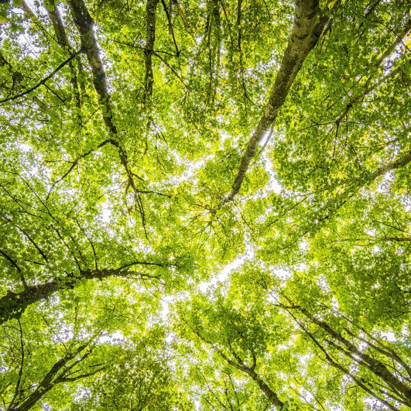 forest_01 forest_01